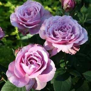 Goethe rose