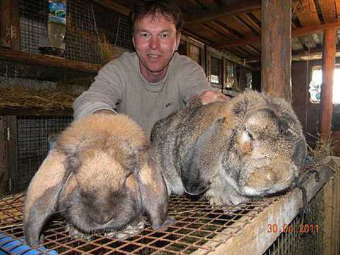 Кролики французский баран описание