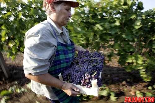 На какой год плодоносит виноград