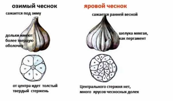 Обеззараживание чеснока перед посадкой