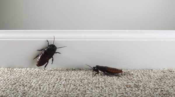 От чего заводятся тараканы в частном доме