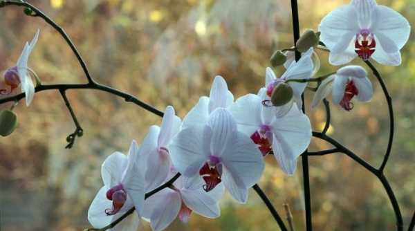 В орхидеях завелись мошки что делать